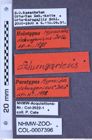 Etikette zu Hypnoidus dzhungaricus (Dolin, 1998) (NHMW-ZOO-COL-0007396)